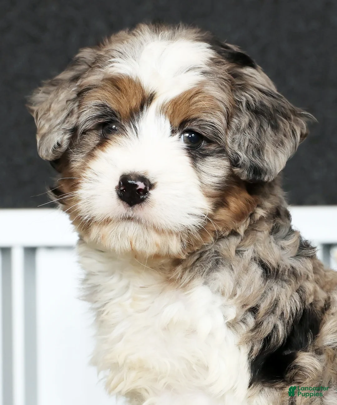 Mini Bernedoodle dogs for sale: Teddy - Ad 9