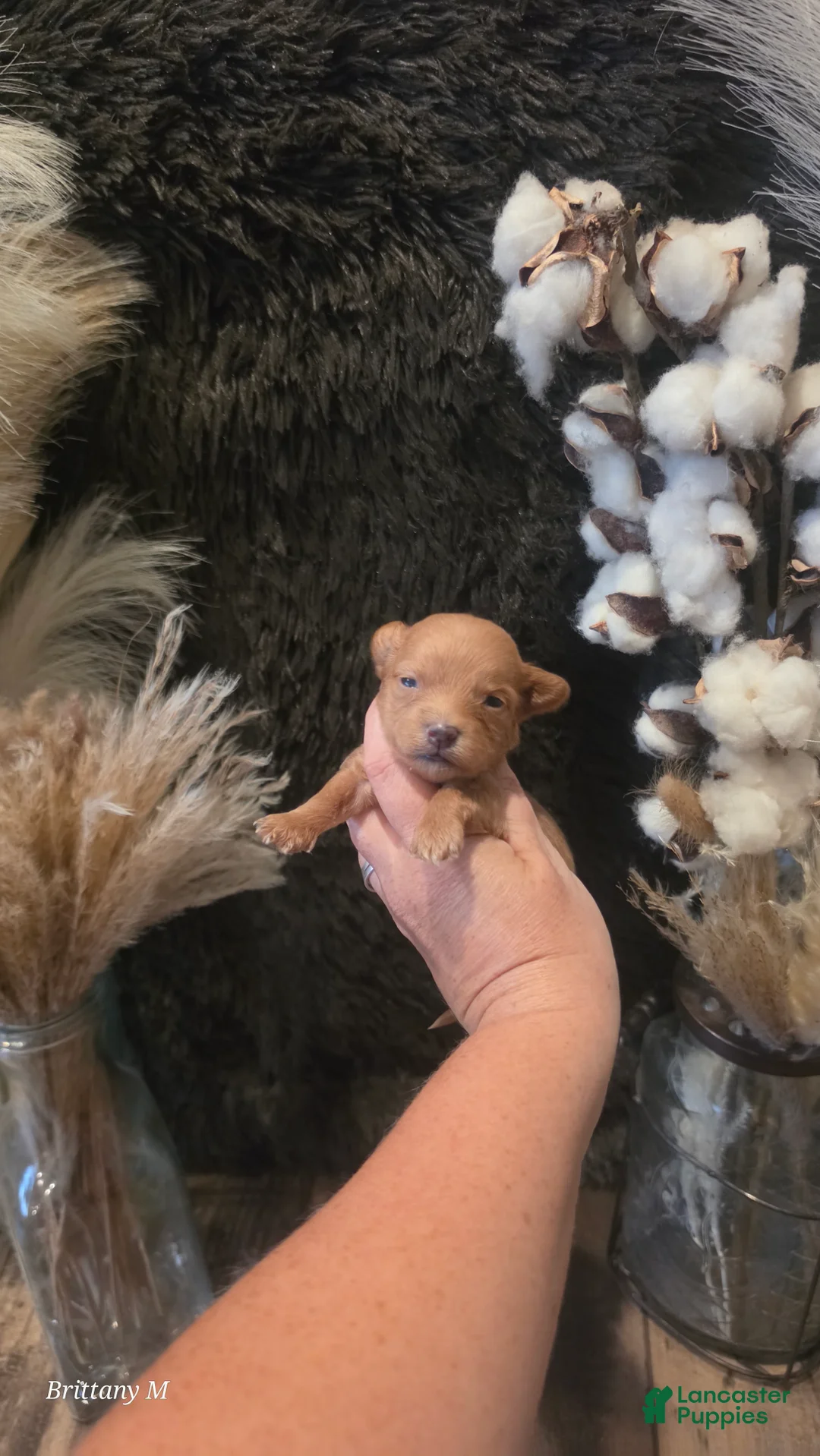 Yorkiepoo dogs for sale: Yorkiepoo 6 - Ad 2
