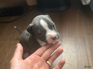 American Pit Bull Terrier dogs American Pit Bull Terrier Puppy 3 - Ad 18