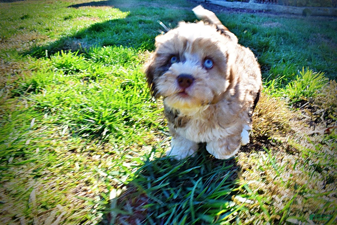 Havapoo dogs for sale: Jasper - Ad 11