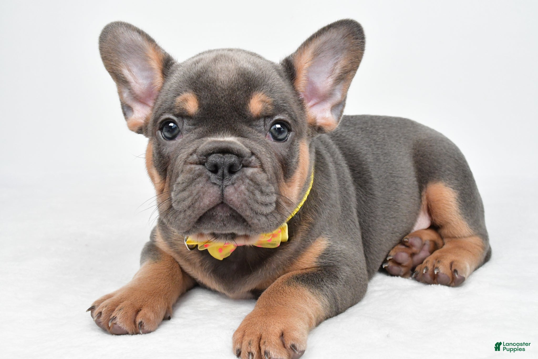 French Bulldog dogs Daryl - Ad 2