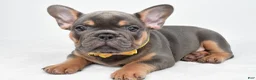 French Bulldog dogs for sale: Daryl - Ad 2