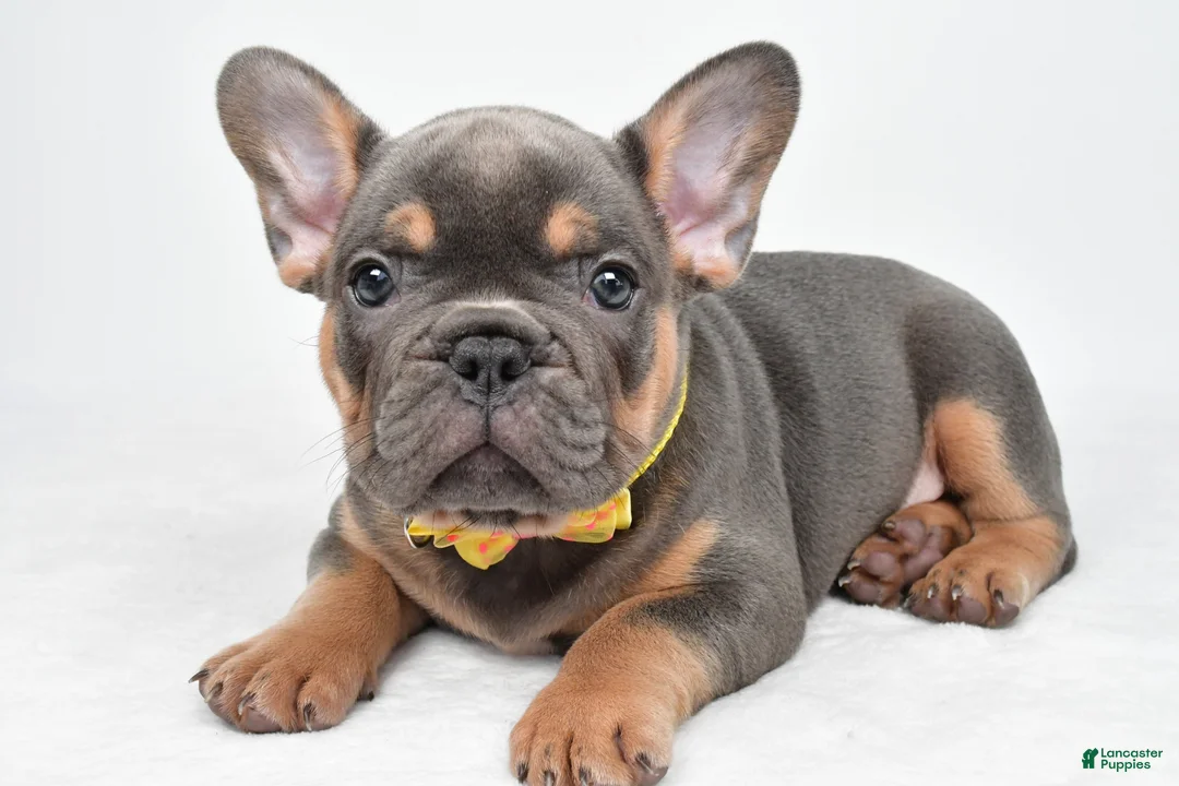 French Bulldog dogs for sale: Daryl - Ad 2