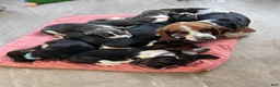 Basset Hound dogs for sale: Teddy - Ad 14
