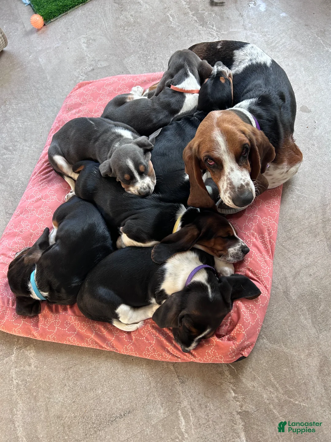 Basset Hound dogs for sale: Fred - Ad 1