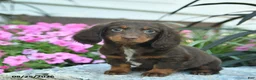 Miniature Dachshund dogs for sale: Bowe  - Ad 3