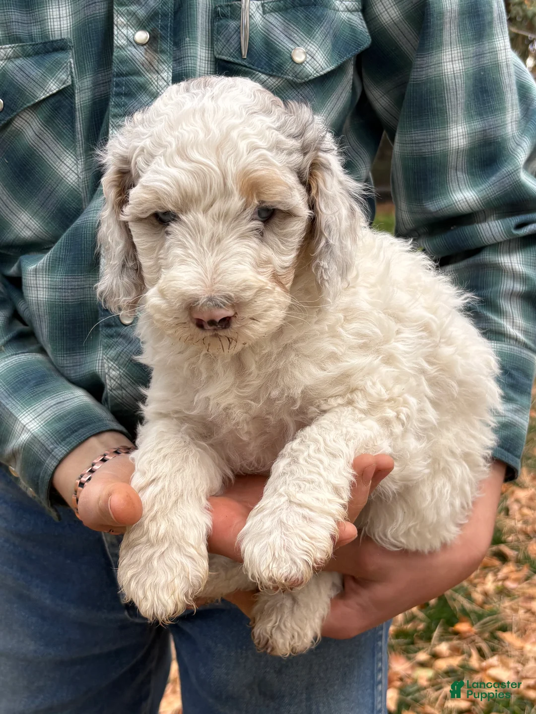 Mixed Breed dogs for sale: Bea – Off-White Mini Bernedoodle with Merle Ears & One Blue Eye | Playful & Loves to Be Held | 30–35 lbs - Ad 2