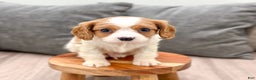 Cavalier King Charles Spaniel dogs for sale: Buster - Ad 2