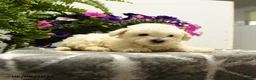 Bichon Frise dogs for sale: Buster - Ad 4