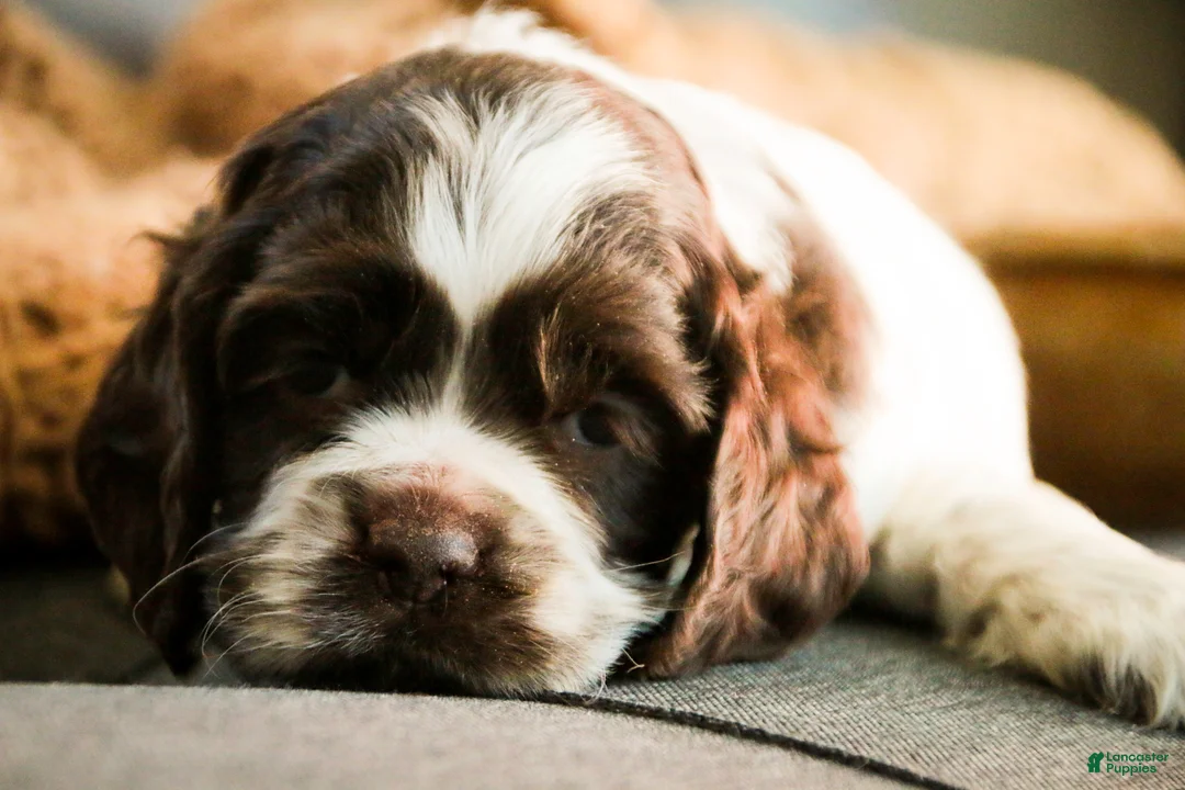 Cocker Spaniel dogs for sale: Cocker Spaniel Puppy 2 - Ad 1