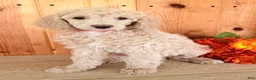 Standard Poodle dogs for sale: Candi - Ad 3