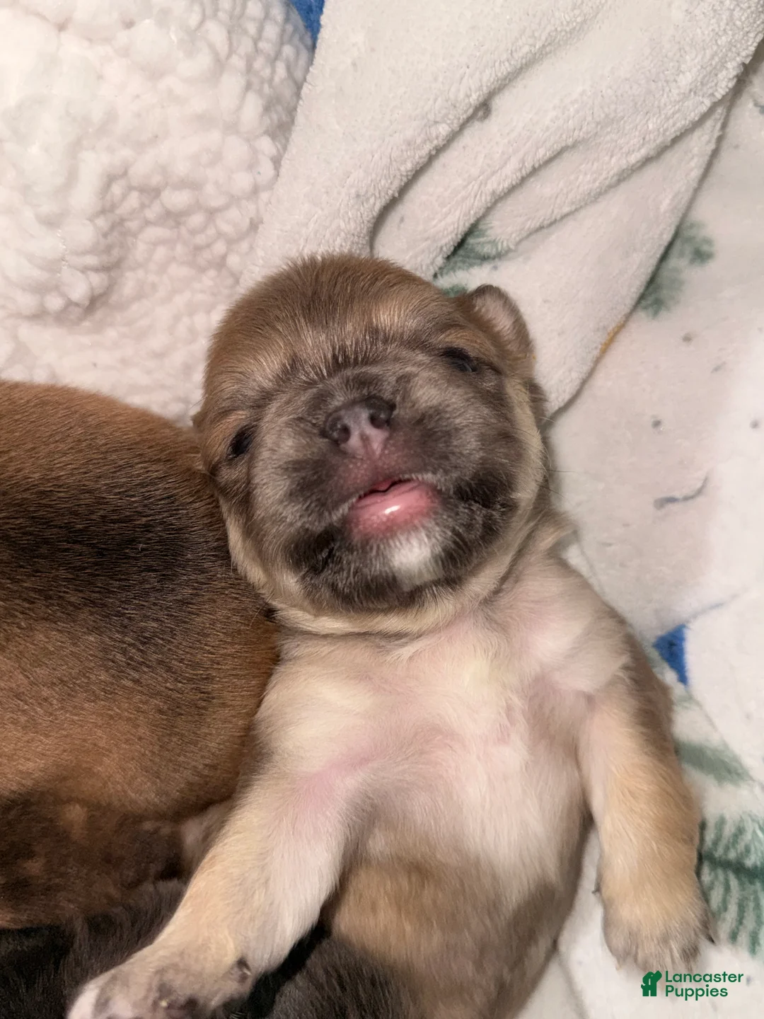 French Bulldog dogs for sale: French Bulldog Puppy 2 - Ad 5