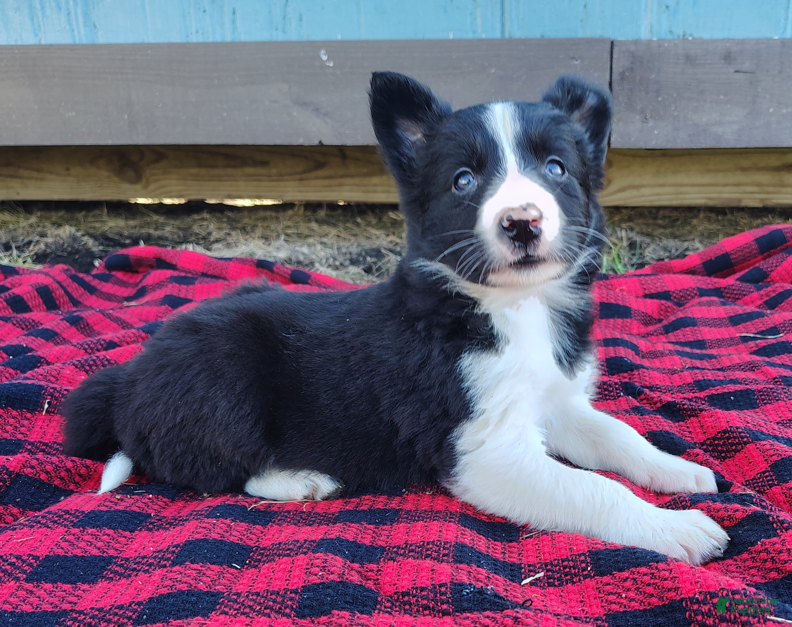 Border Collie dogs Kennedy  - Ad 1