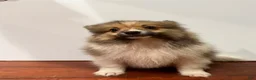 Pomeranian dogs for sale: Butter - Ad 2
