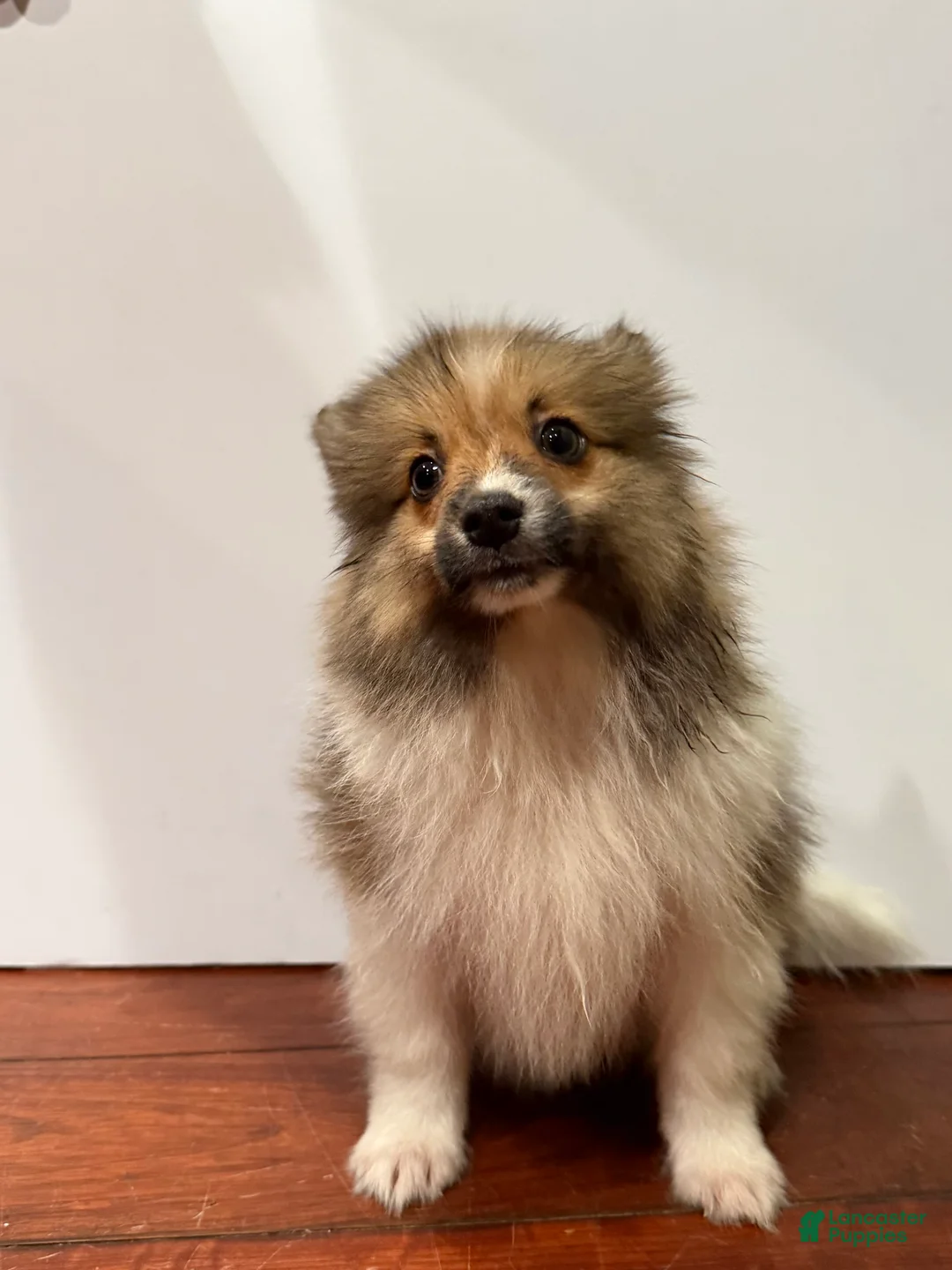 Pomeranian dogs for sale: Butter - Ad 2