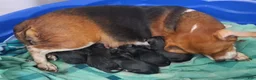 Beagle dogs for sale: Beagle 2 - Ad 3