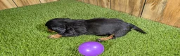 Miniature Dachshund dogs for sale: Darlie Girl 1 - Ad 5