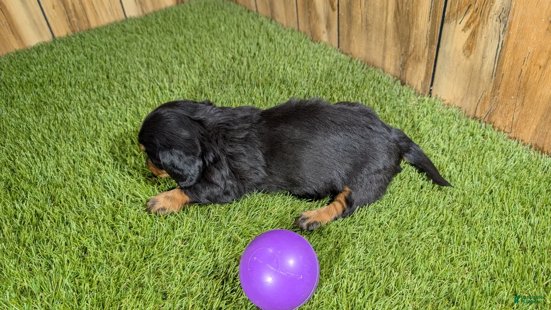 Miniature Dachshund dogs for sale: Darlie Girl 1 - Ad 5