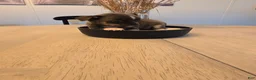 Chihuahua dogs for sale: addi - Ad 3