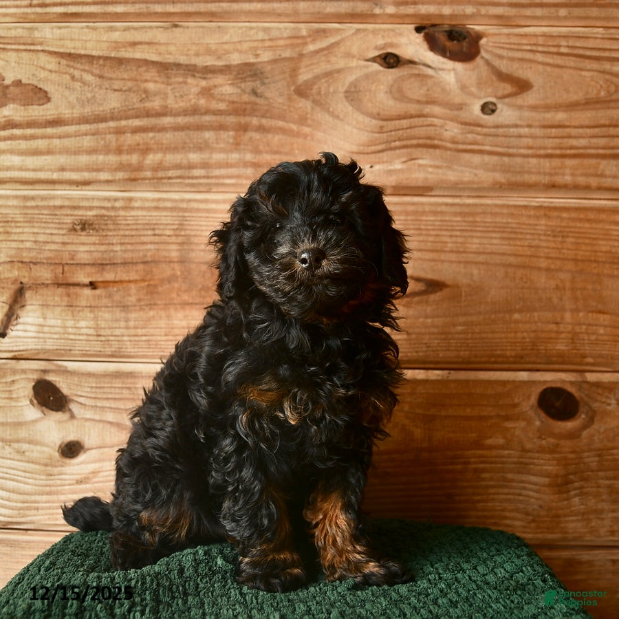 Mini Goldendoodle dogs Nolen  - Ad 32