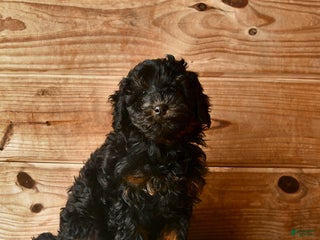 Mini Goldendoodle dogs Nolen - Ad 32
