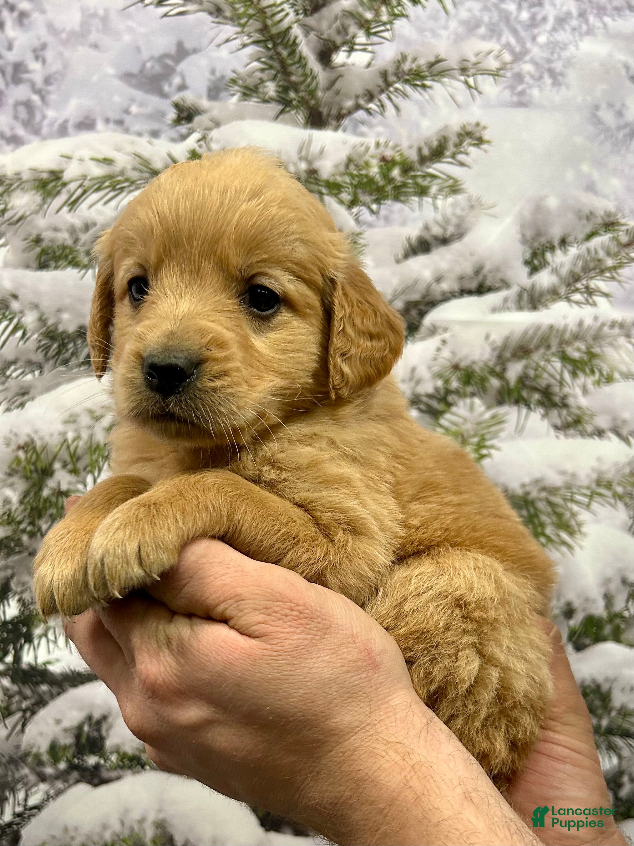 Golden Retriever dogs Rascal  - Ad 1