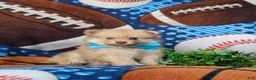 Pomeranian dogs for sale: Bentley - Ad 5