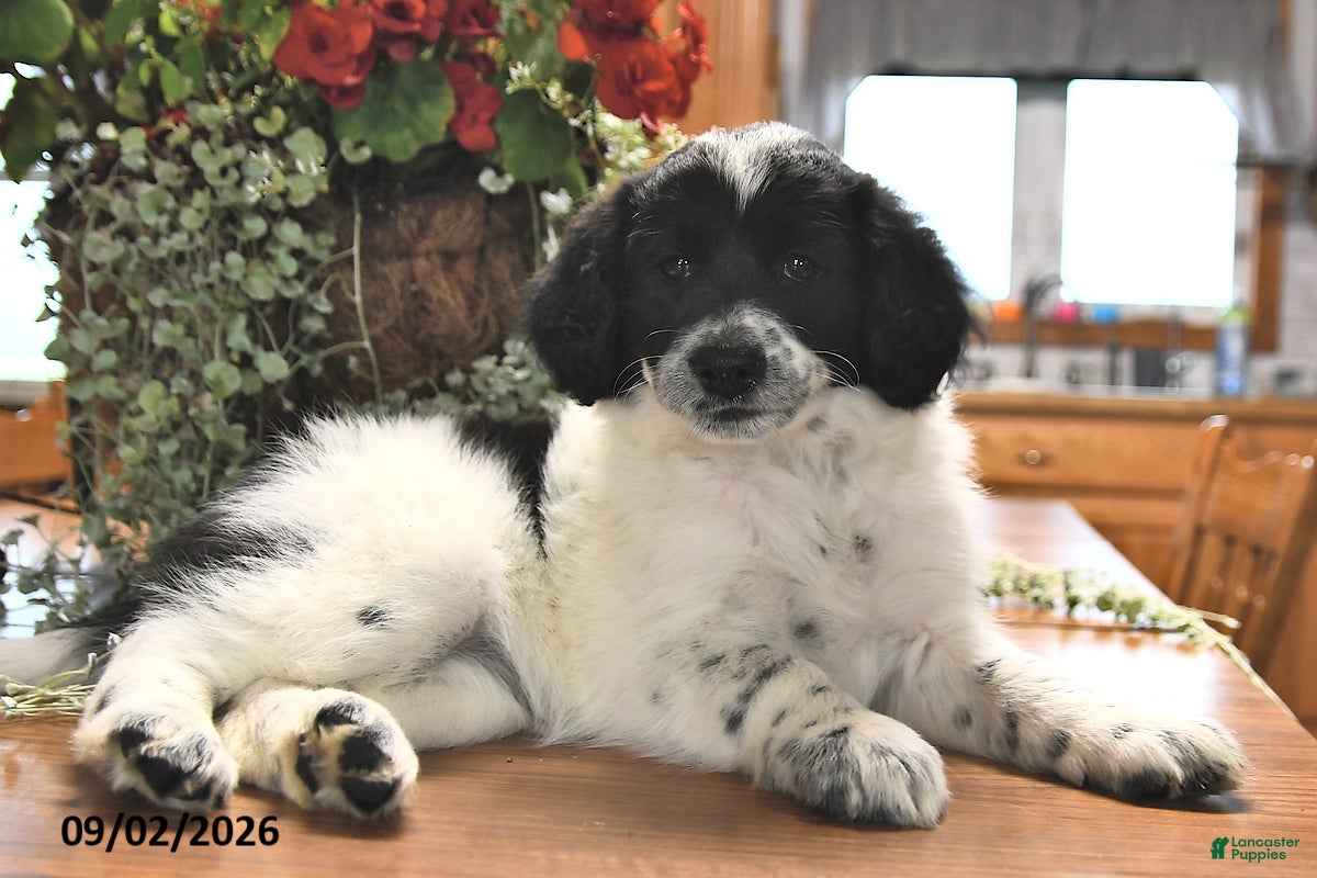 Portuguese Water Dog dogs Glory - Ad 2
