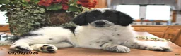 Portuguese Water Dog dogs for sale: Glory - Ad 2
