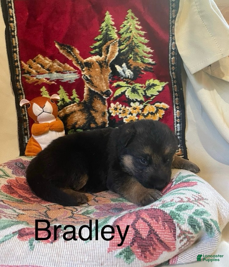 German Shepherd dogs Bradley - Ad 2