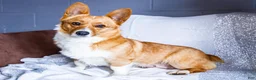 Mixed Breed dogs for sale: Coco - Ad 6