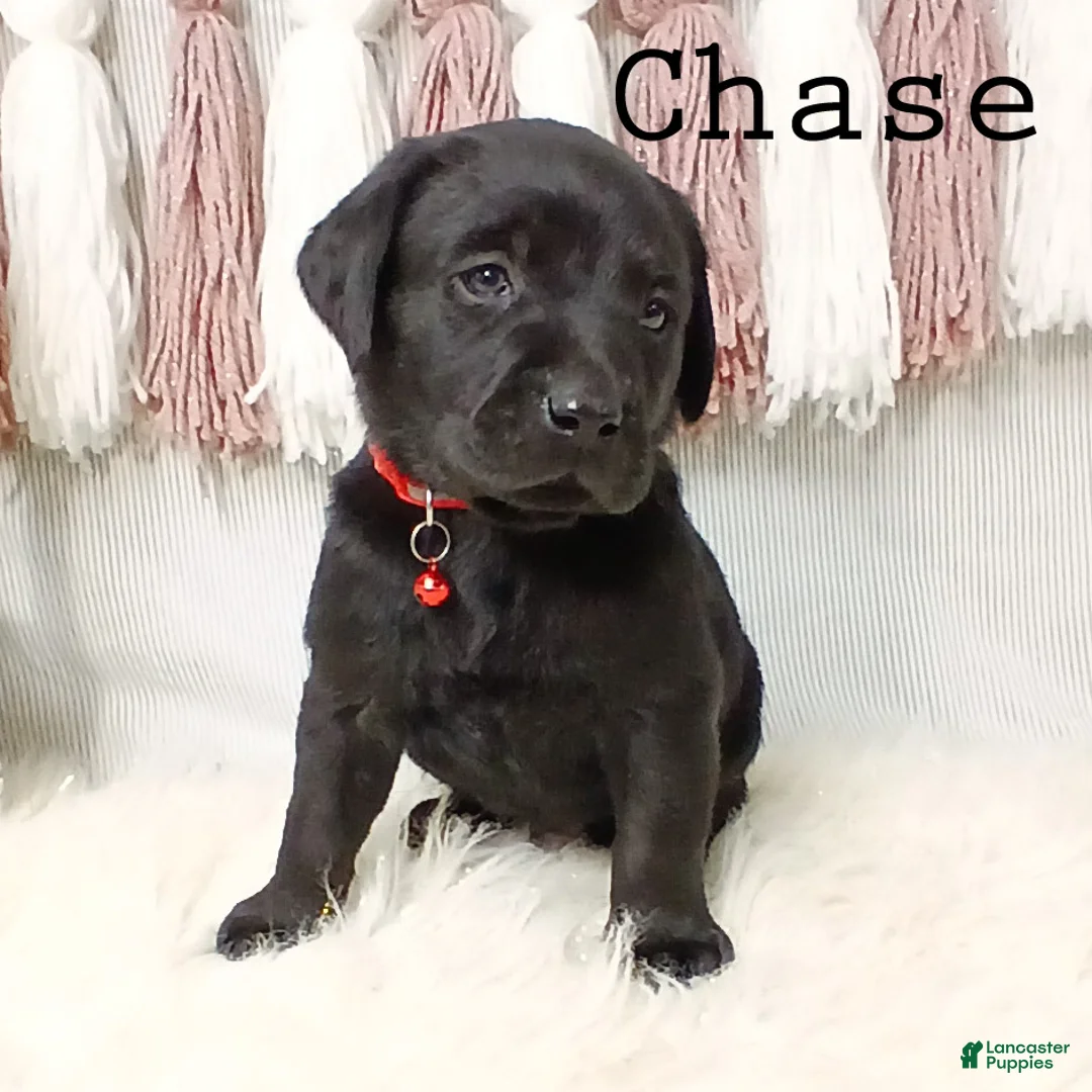 Labrador Retriever dogs for sale: CHASE - Ad 2