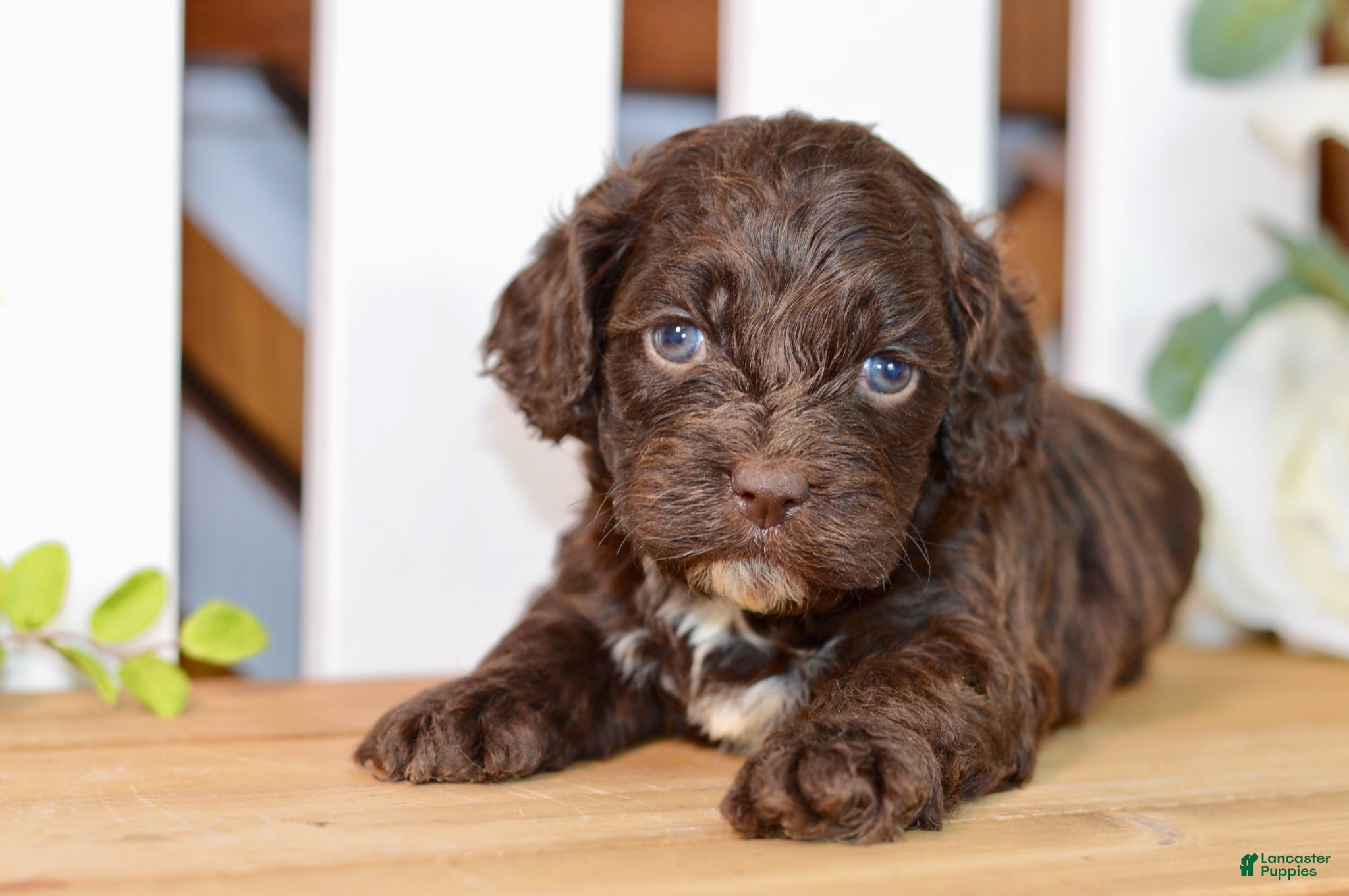 Cockapoo dogs Claudia - Ad 2