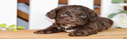 Cockapoo dogs for sale: Claudia - Ad 2