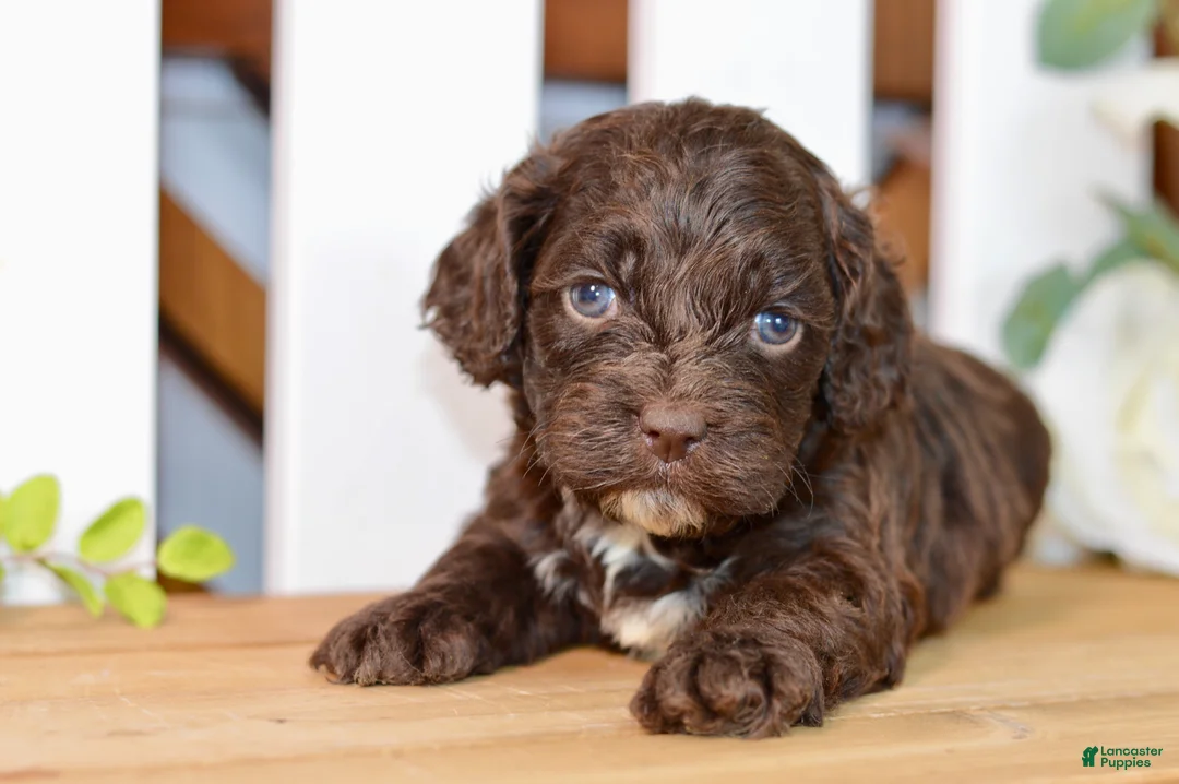 Cockapoo dogs for sale: Claudia - Ad 2