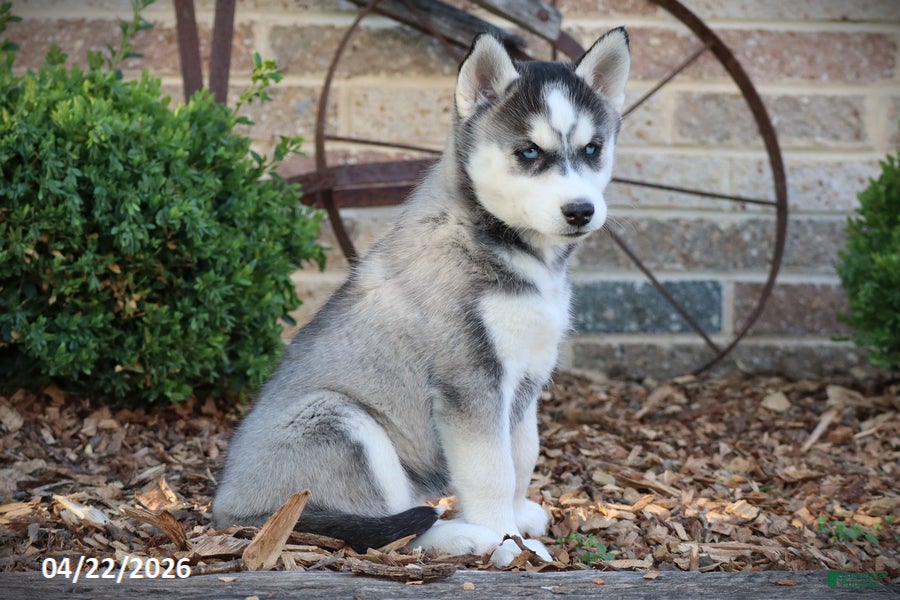 Siberian Husky dogs Nellie - Ad 1