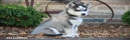 Siberian Husky dogs for sale: Nellie - Ad 1