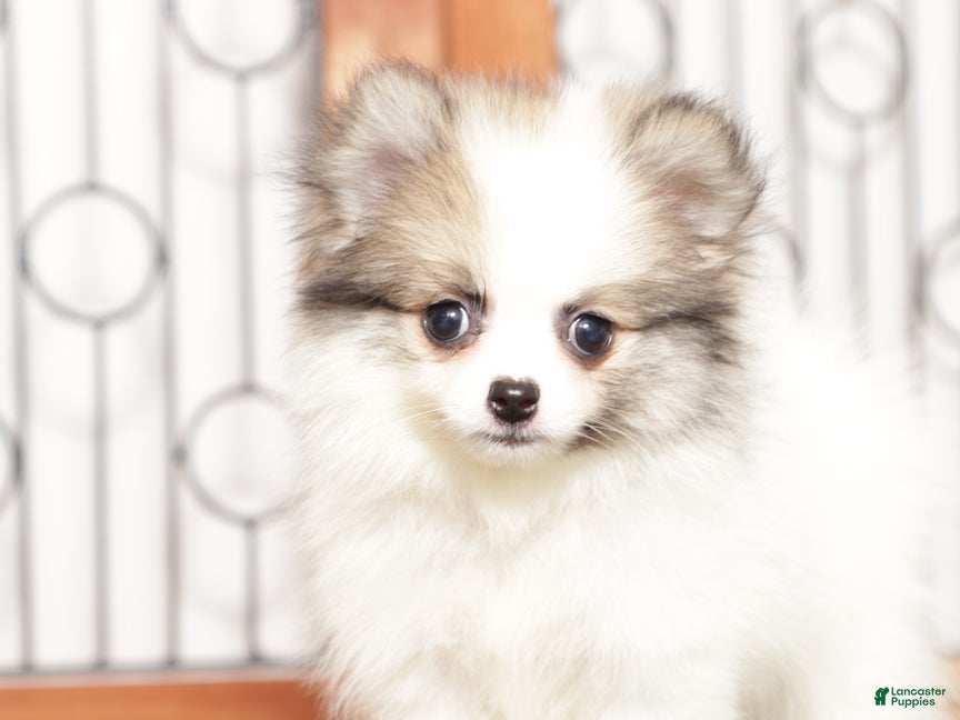 Pomeranian dogs Annie - Ad 10