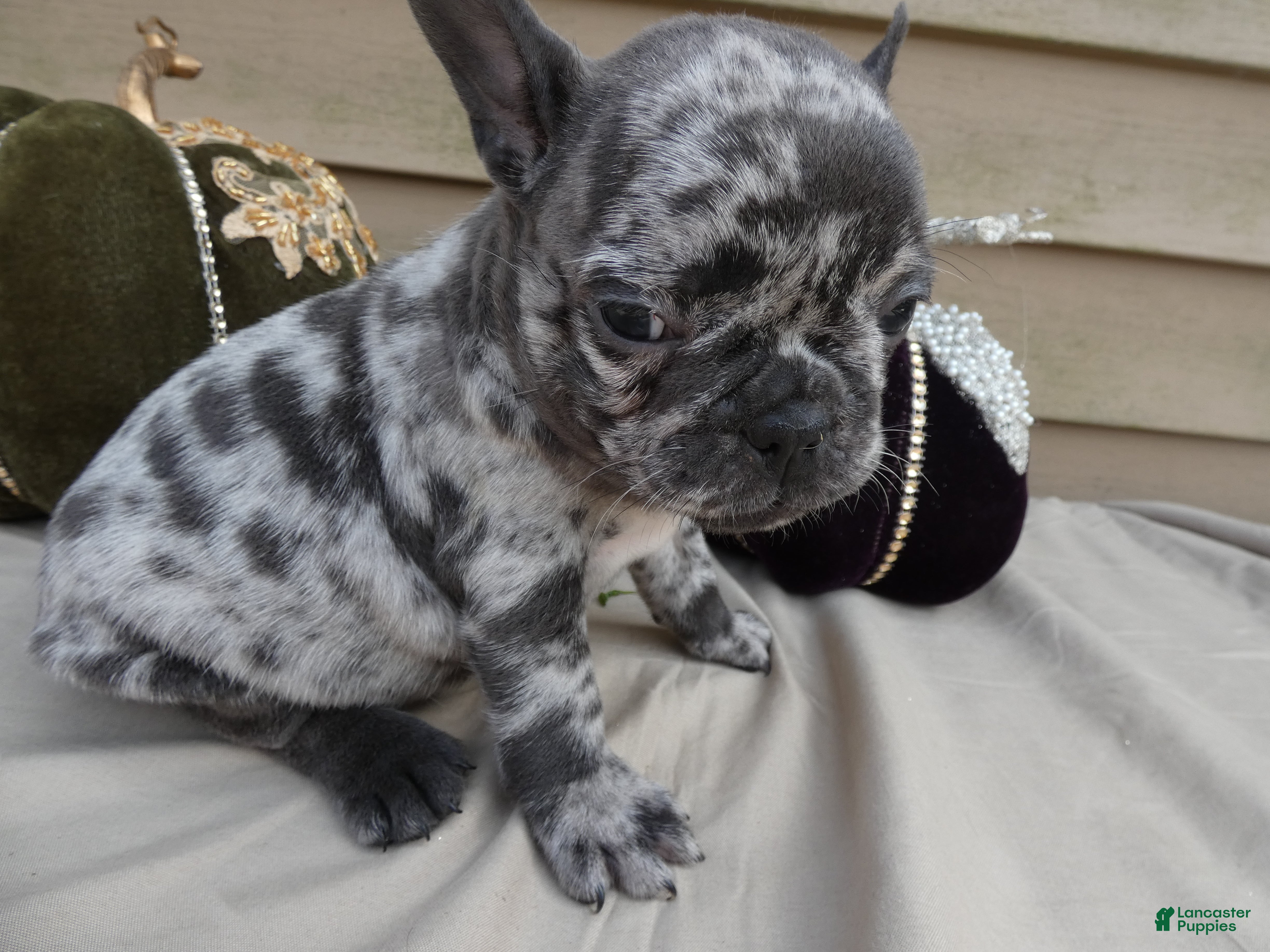 French Bulldog dogs French Bulldog 5 Princess - Ad 5
