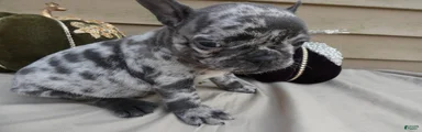 French Bulldog 5 Princess
