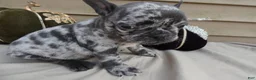 French Bulldog dogs for sale: French Bulldog 5 Princess - Ad 1