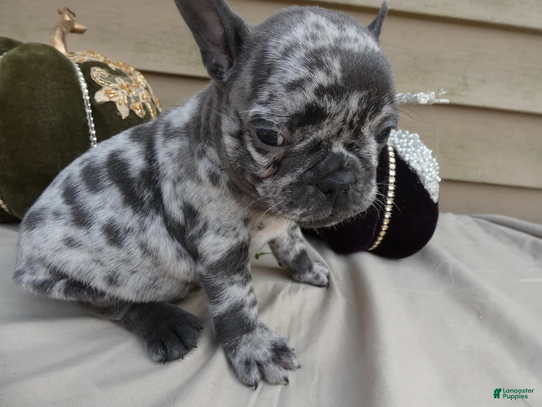 French Bulldog dogs for sale: French Bulldog 5 Princess - Ad 1