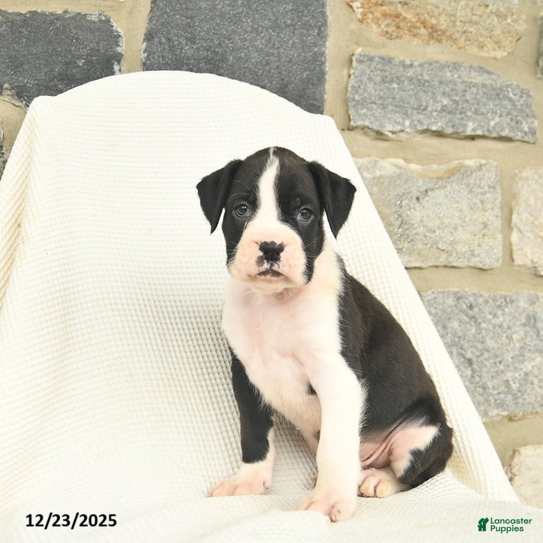Boxer dogs for sale: West  - Ad 3
