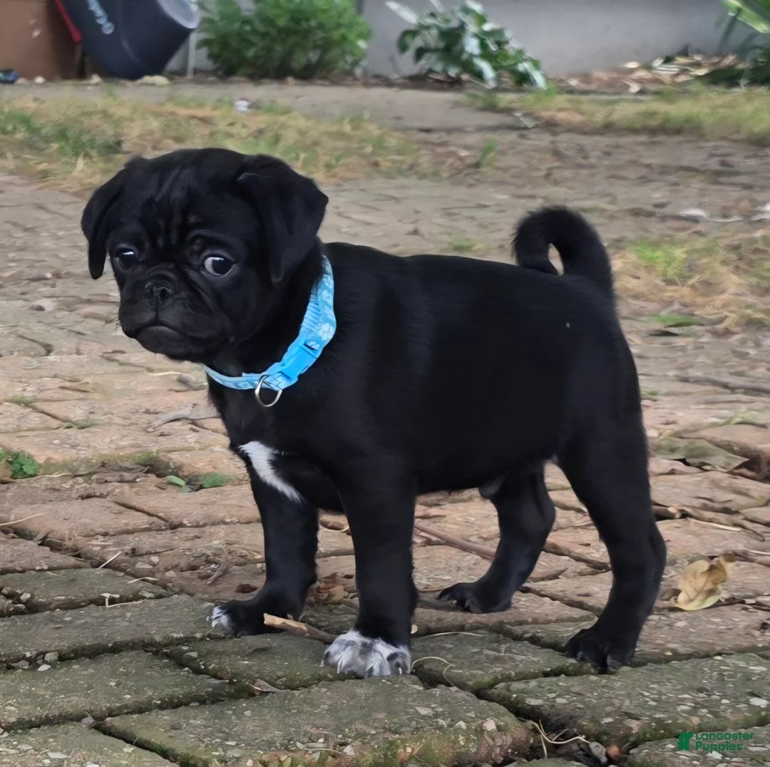 Pug dogs for sale: Bruno  - Ad 1