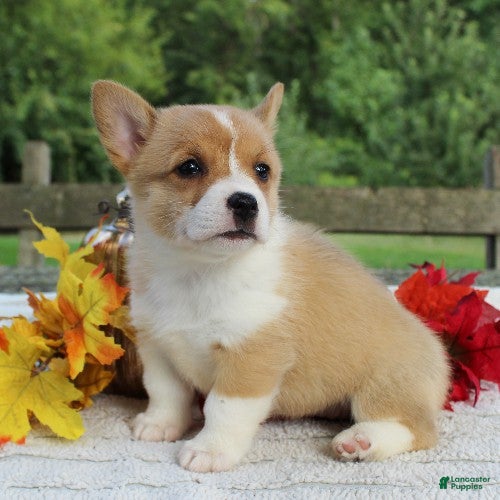 Welsh Corgi Pembroke dogs Sunny - Ad 2