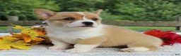 Welsh Corgi Pembroke dogs for sale: Sunny - Ad 2