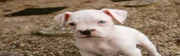 Boxer dogs for sale: Gianna - Ad 2