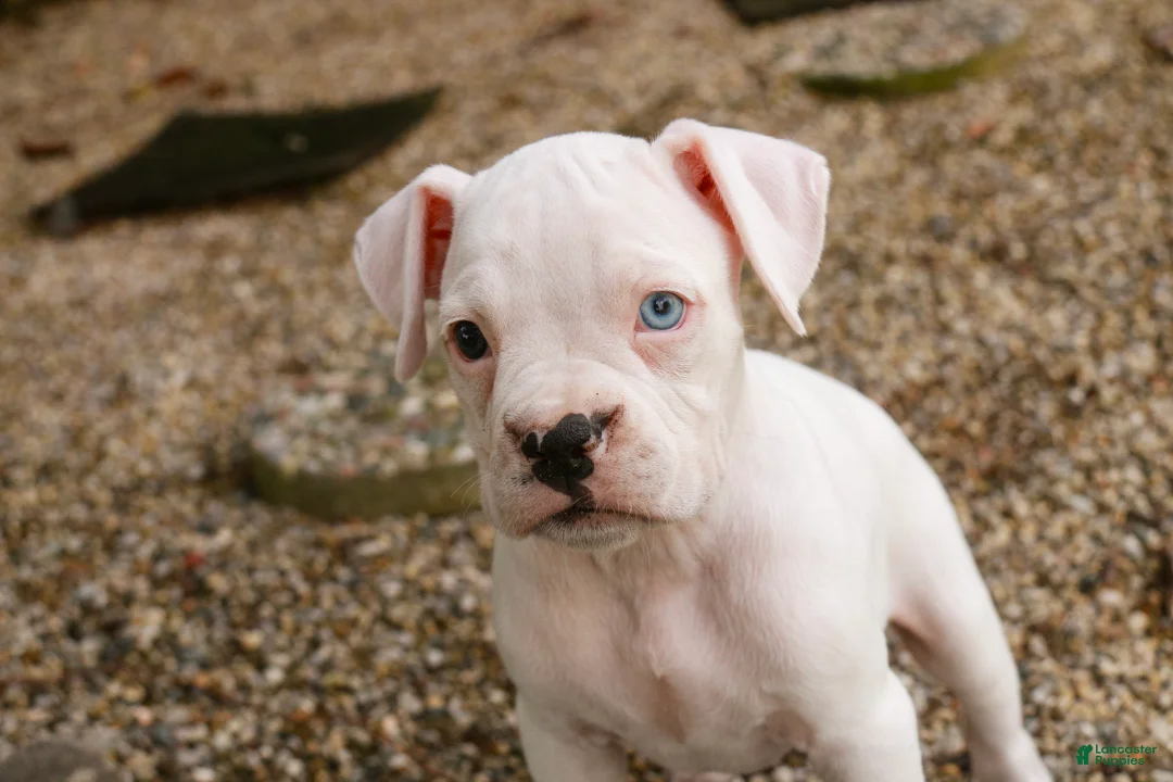 Boxer dogs for sale: Gianna - Ad 2