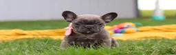 French Bulldog dogs for sale: Lucy - Ad 8