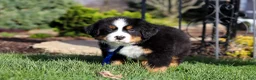Bernese Mountain Dog dogs for sale: Charlie - Ad 5